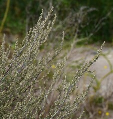 Artemisia campestris