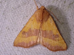 Atethmia centrago