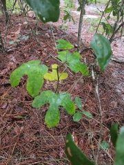 Cnidoscolus stimulosus