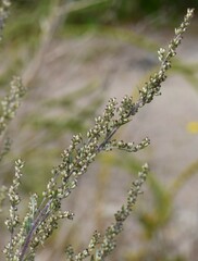 Artemisia campestris
