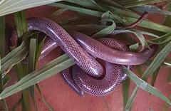 Rhinotyphlops lalandei