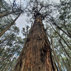 Eucalyptus obliqua