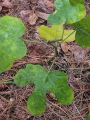 Cnidoscolus stimulosus