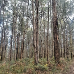 Eucalyptus obliqua