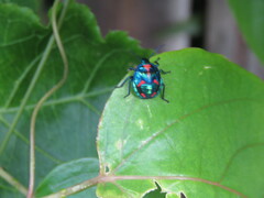 Tectocoris diophthalmus