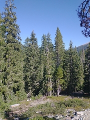 Pinus contorta murrayana