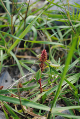 Amaranthus albus
