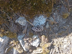 Pinus contorta murrayana