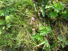 Gentianella turkestanorum