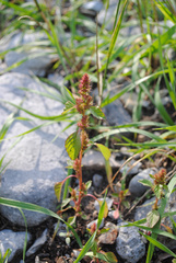 Amaranthus albus