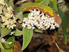 Buddleja salviifolia image