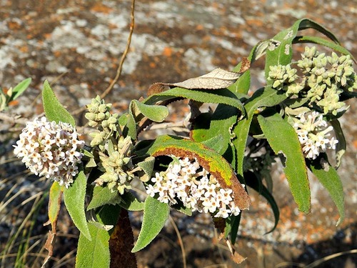 Buddleja image