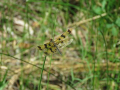 Rhyothemis graphiptera