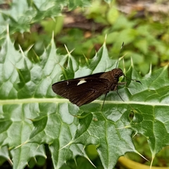 Notocrypta curvifascia