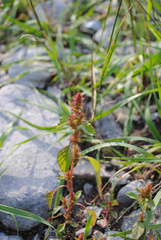 Amaranthus albus