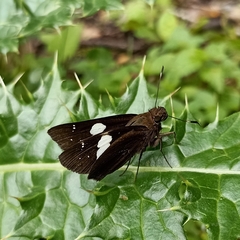 Notocrypta curvifascia