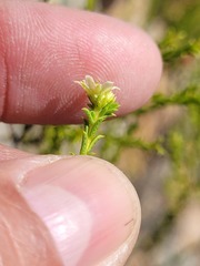 Diosma
