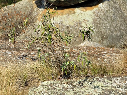 Buddleja salviifolia image