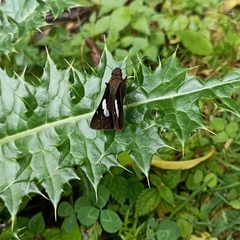 Notocrypta curvifascia