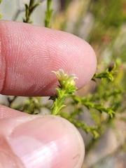 Diosma