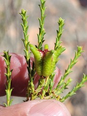 Diosma