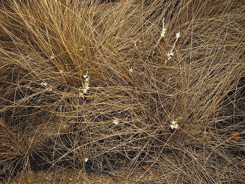 Ornithogalum graminifolium image
