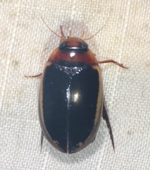 Hydaticus bimarginatus