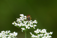 Alosterna tabacicolor