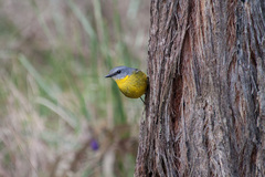 Eopsaltria australis