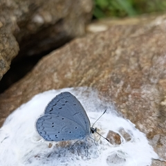 Celastrina