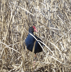 Porphyrio melanotus