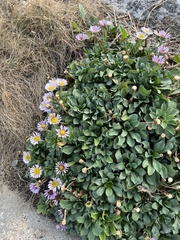 Erigeron glaucus