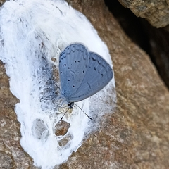 Celastrina