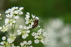Alosterna tabacicolor