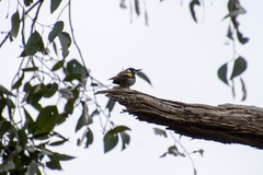 Phylidonyris novaehollandiae