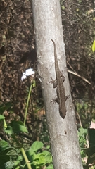 Lygodactylus capensis