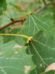 Eriophyes diversipunctatus