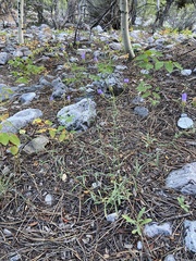 Dieteria canescens