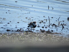 Elseyornis melanops