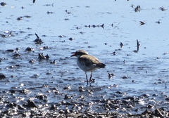 Elseyornis melanops