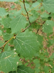 Eriophyes diversipunctatus