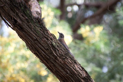 Colluricincla harmonica