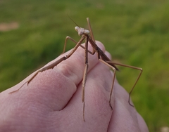 Archimantis