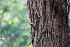 Cormobates leucophaea