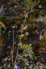 Daviesia brevifolia