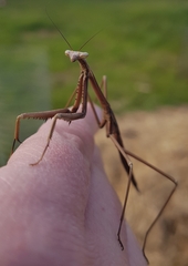 Archimantis