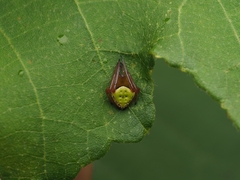 Araneus viridiventris