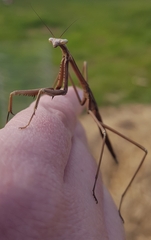 Archimantis