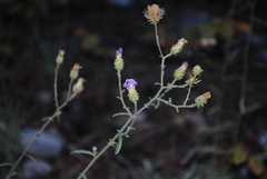 Dieteria canescens