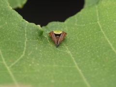 Araneus viridiventris